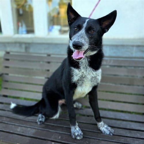 Photo of Bongo, adoptable Border Collie in Long Beach, California