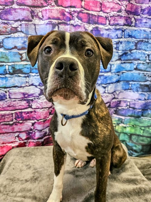 Photo of Louis, adoptable Pit Bull Terrier in Gloversville, New York