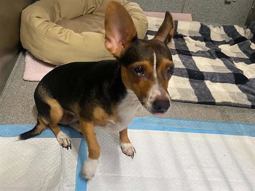 Photo of Antonia, adoptable Smooth Fox Terrier in Orange, California