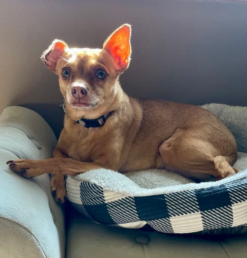 Photo of Jacinta, adoptable Chihuahua in Brooklyn Center, Minnesota