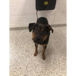 Photo of Gordon, adoptable German Shepherd Dog in Kansas City, Missouri
