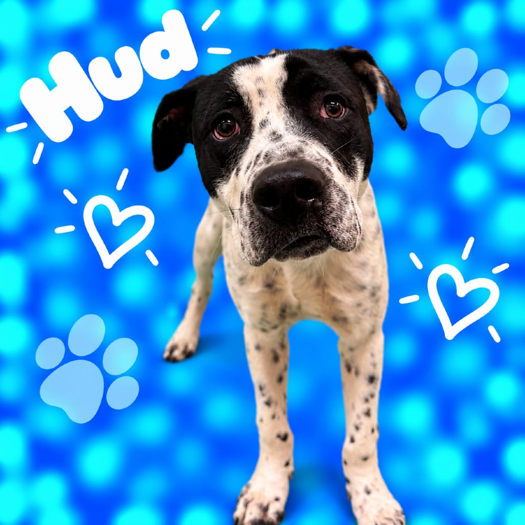 Photo of Hud, adoptable dog