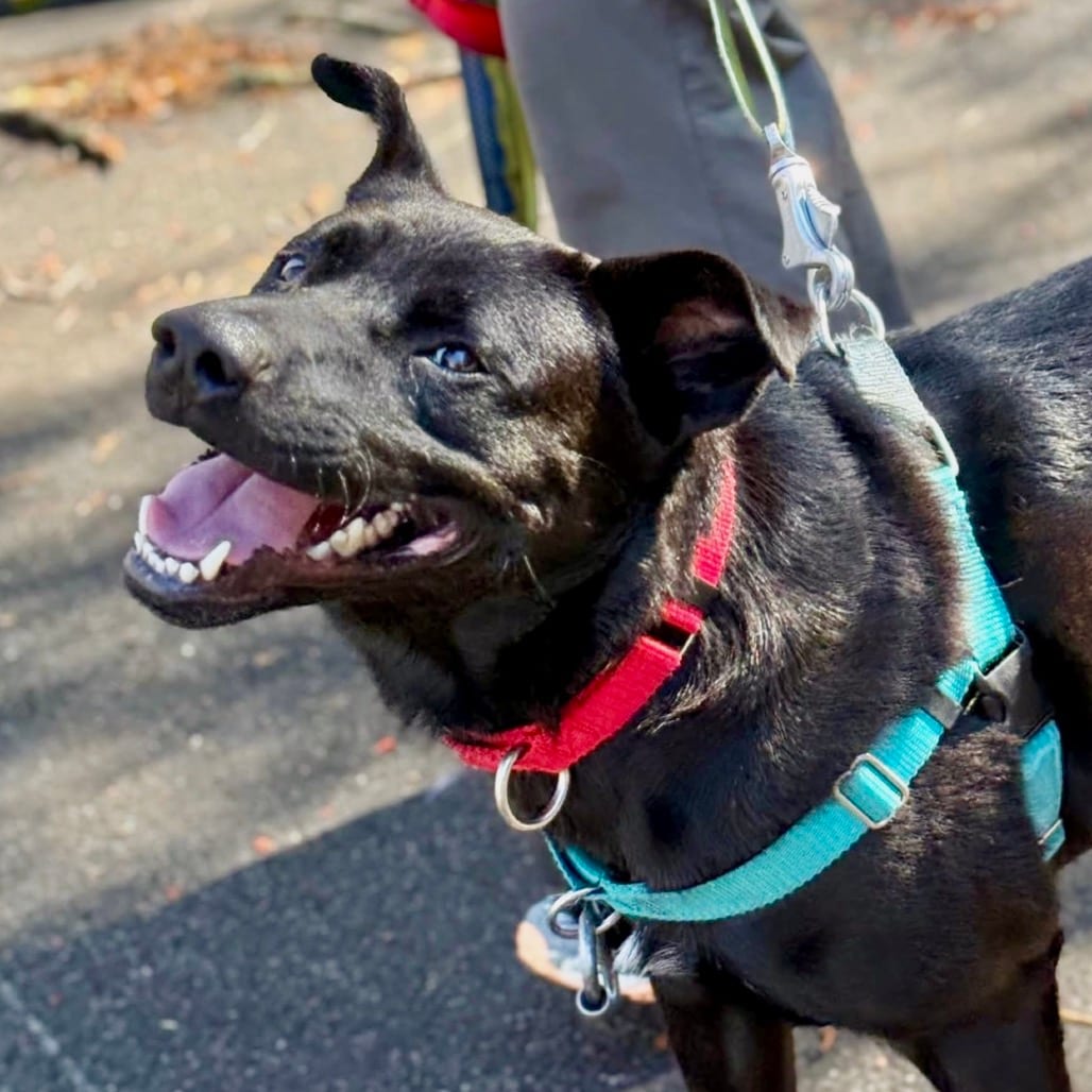 Photo of Zackie, adoptable Mixed Breed (Medium)