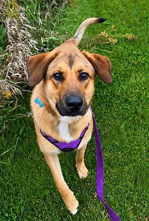 Photo of Rooster, adoptable Hound in Livonia, Michigan