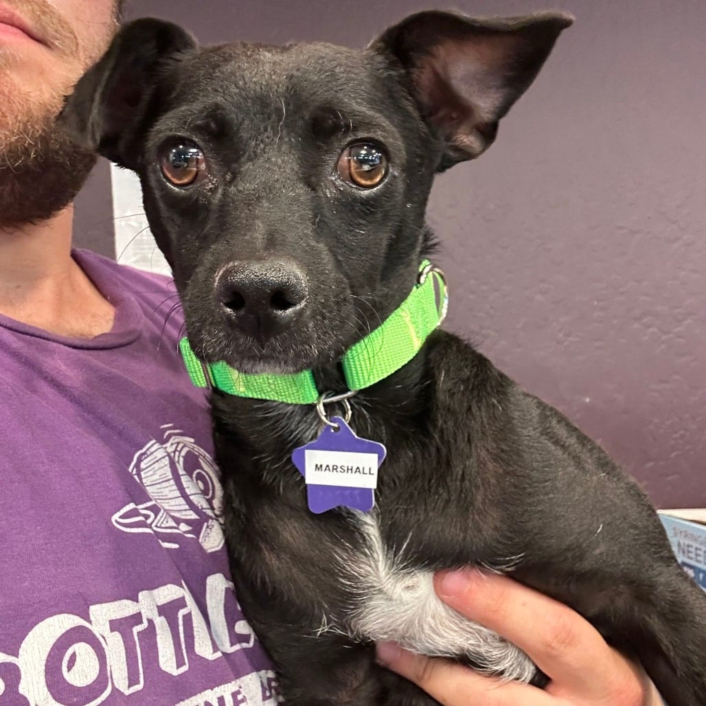 Photo of Marshall, adoptable Chihuahua / Mixed Breed (Small) in San Francisco, California