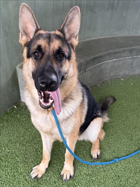 Photo of Wellington, adoptable German Shepherd Dog in Van Nuys, California