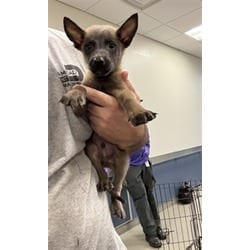 Photo of Noah, adoptable Belgian Malinois in Doral, Florida