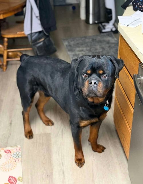 Photo of Buddy, adoptable Rottweiler in Germantown, Ohio