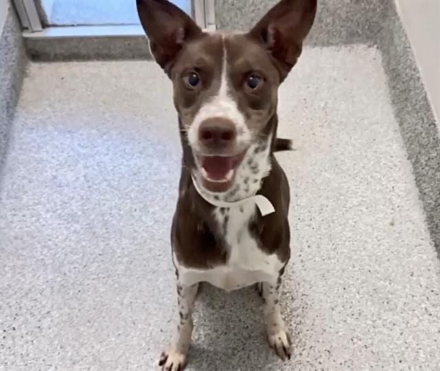 Photo of Charlie, adoptable Labrador Retriever mix in Houston, Texas