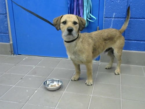 Photo of Louie, adoptable Basset Hound in Albuquerque, New Mexico