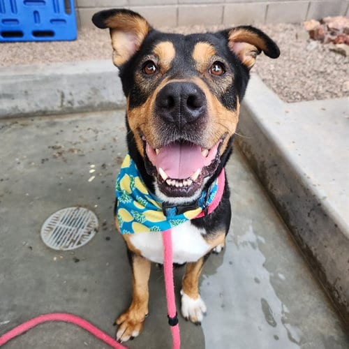 Photo of Cass, adoptable Doberman Pinscher in Mesa, Arizona