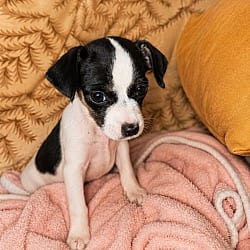 Photo of Athena, adoptable Chihuahua in Union Grove, Wisconsin