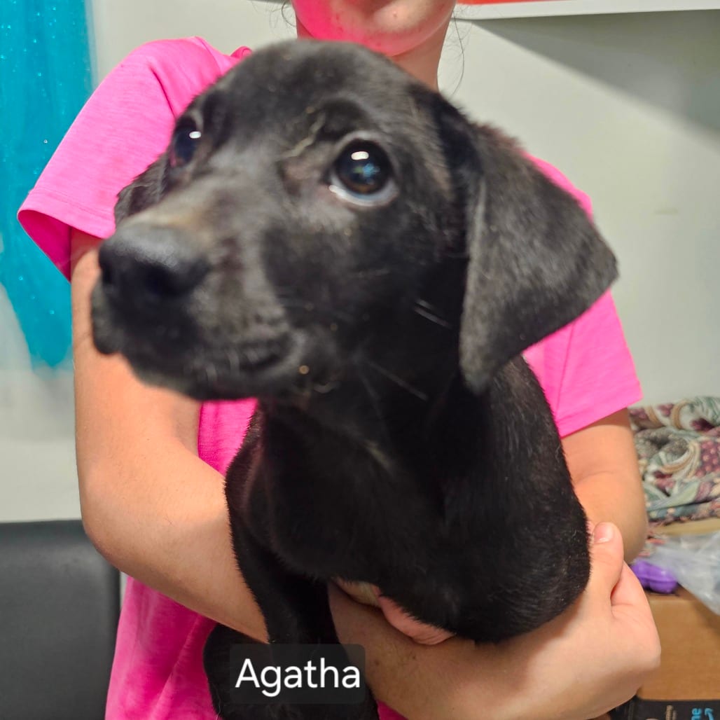 Photo of Agatha, adoptable Mixed Breed (Medium) in Mount Vernon, Arkansas