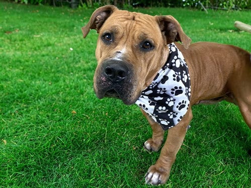 Photo of Bruce, adoptable American Staffordshire Terrier in Ft Lauderdale, Florida