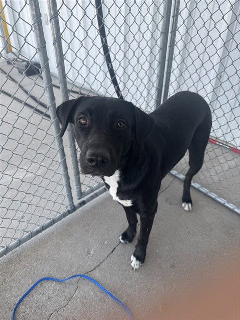 Photo of Cinderella, adoptable Labrador Retriever in Bakersfield, California