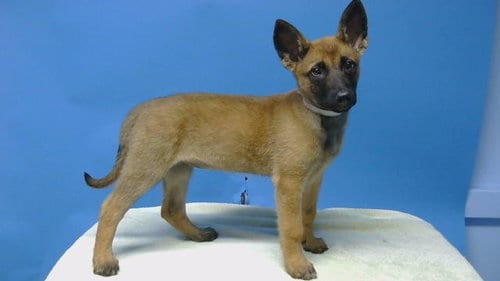 Photo of Nina, adoptable Belgian Shepherd Malinois in Gardena, California