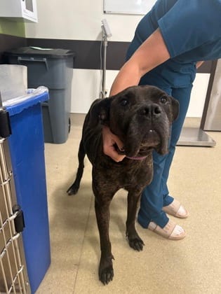 Photo of Liva, adoptable dog in Atlanta, Georgia