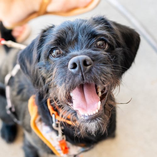 Photo of Fizzy, adoptable Terrier in Mundelein, Illinois