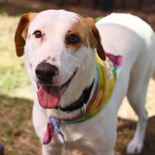 Photo of Pam, adoptable Labrador Retriever in San Antonio, Texas