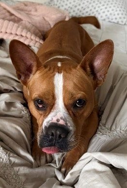 Photo of Jackie, adoptable Staffordshire Bull Terrier in Fort Lauderdale, Florida