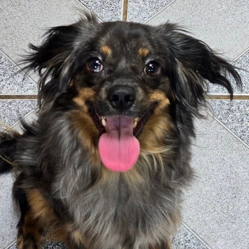 Photo of Harry, adoptable Australian Shepherd in Normal, Illinois