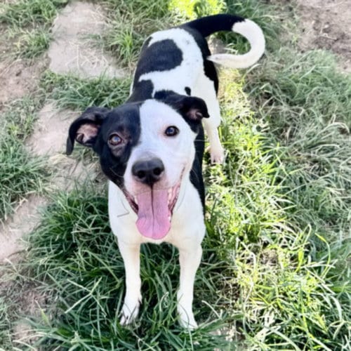 Photo of Paige, adoptable Staffordshire Bull Terrier in Houston, Texas