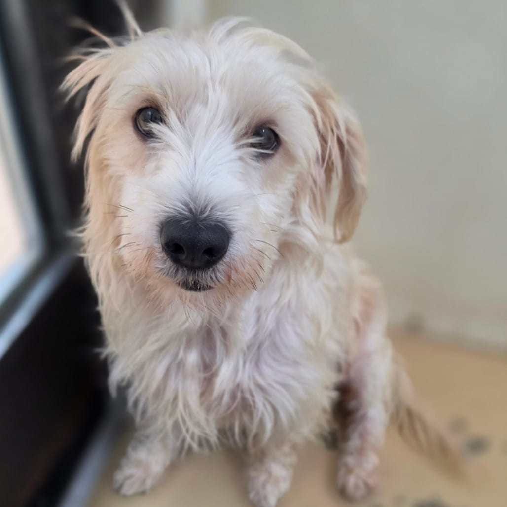 Photo of Banshee - Chino Hills Location, adoptable Maltese / Terrier