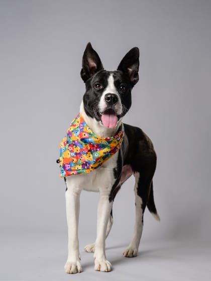 Photo of Whales, adoptable dog in Atlanta, Georgia