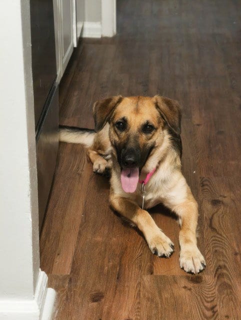 Photo of Glenda, adoptable German Shepherd Dog in Chapel Hill, North Carolina