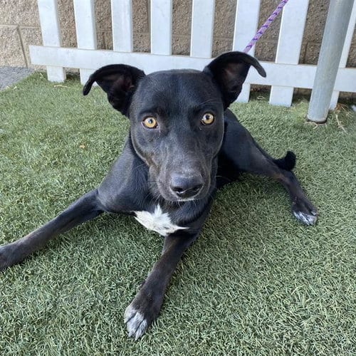 Photo of A615217, adoptable Labrador Retriever in Modesto, California