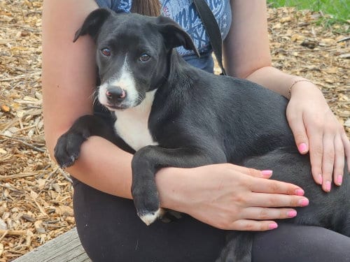 Photo of Regina, adoptable Labrador Retriever in Bloomingdale, New Jersey