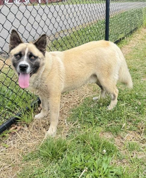 Photo of Phoenix, adoptable Husky in Haw River, North Carolina