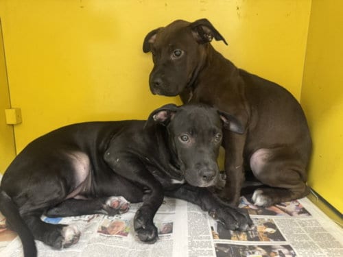 Photo of Lucy, adoptable Pit Bull Terrier in Los Angeles, California