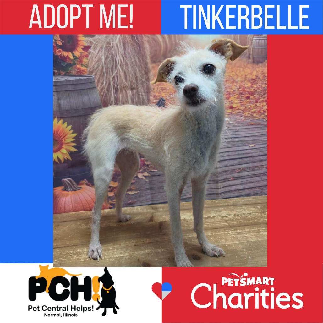 Photo of Tinkerbelle, adoptable Chihuahua / Terrier in Normal, Illinois