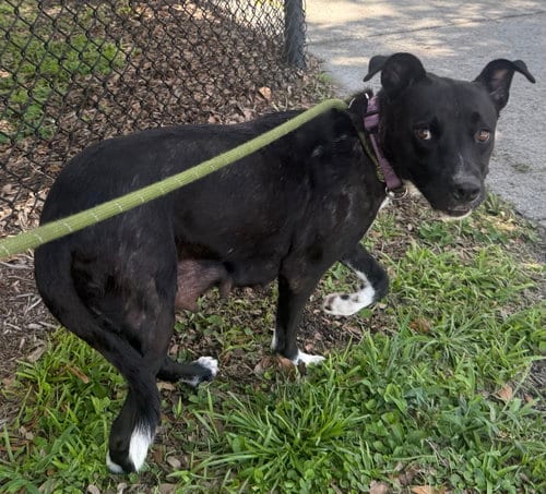Photo of Fifa, adoptable Labrador Retriever in Sanford, Florida