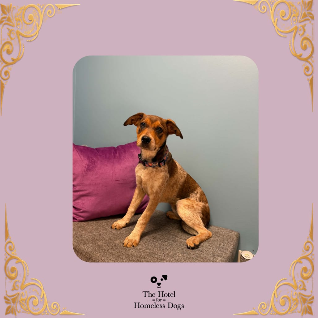 Photo of Stella, adoptable Coonhound, Bluetick / Mix in Cumberland, Rhode Island