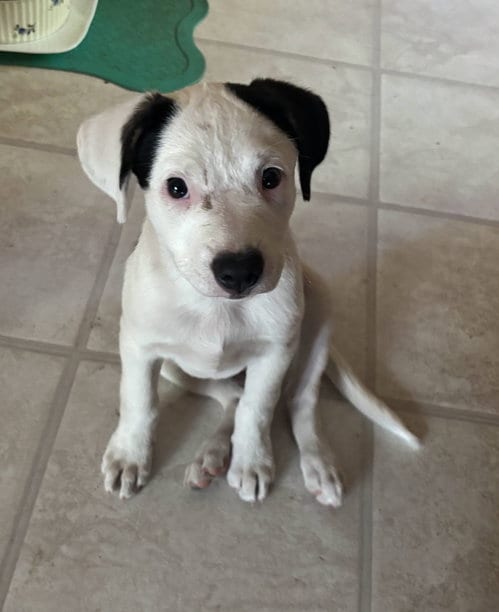 Photo of Oreo, adoptable American Pit Bull Terrier in Davis, California