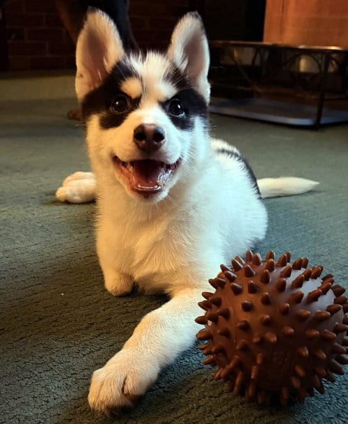 Photo of Cookie, adoptable Pomeranian in Matawan, New Jersey