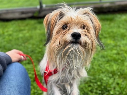 Photo of Rocky, adoptable Yorkshire Terrier Yorkie in Pueblo, Colorado