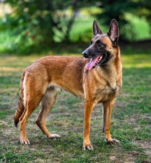 Photo of Holly Golightly - OH, adoptable Belgian Shepherd Malinois in Amherst Junction, Wisconsin