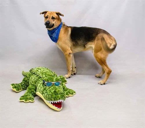 Photo of Buddy, adoptable German Shepherd Dog in Sanford, Florida