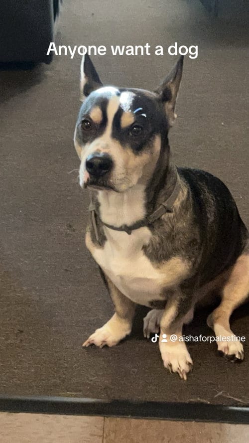 Photo of Boss, adoptable Terrier in Woodland, California