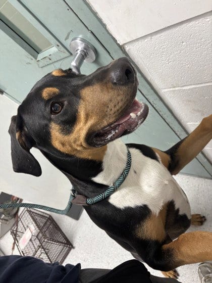 Photo of Auggie, adoptable Doberman Pinscher in Oakland, California