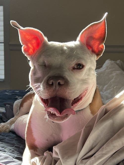 Photo of Wiggles, adoptable Pit Bull Terrier in Rockville, Maryland