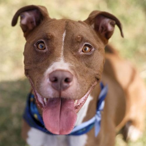 Photo of Jill, adoptable Labrador Retriever in San Antonio, Texas