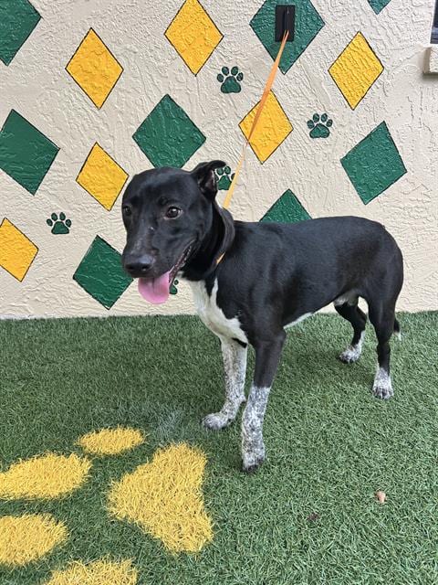 Photo of Zach, adoptable Australian Cattle Dog/Blue Heeler in Winter Haven, Florida