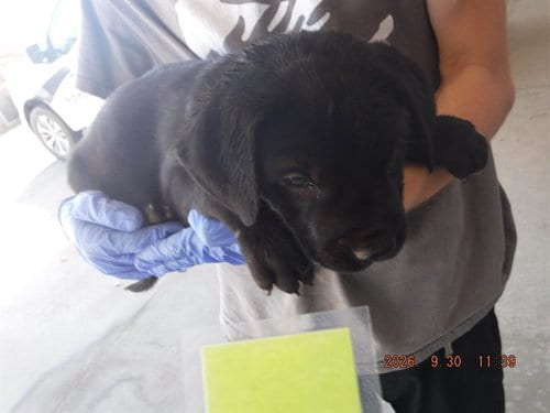 Photo of Shadow, adoptable Labrador Retriever in Oroville, California