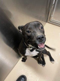 Photo of A1938102, adoptable Pit Bull Terrier in Thousand Palms, California