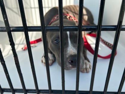Photo of Lolly Ben, adoptable dog in Atlanta, Georgia