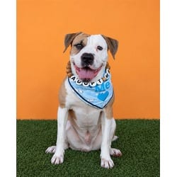 Photo of Ollie, adoptable American Bulldog in Doral, Florida
